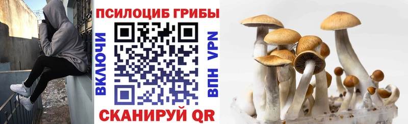 Галлюциногенные грибы Cubensis  Купить где  Суровикино 
